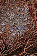Filogranella-elatensis Salmacine bague rouge-Safaga Panomara Reef N-19m-20171123-Denis-ADER-DSC_3609_tn